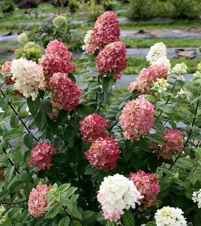 Panicle Hydrangea Fire Light®